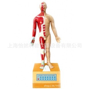 醫(yī)藥教學(xué)革新 探析電動(dòng)語言十四針灸模型的教學(xué)價(jià)值與實(shí)際應(yīng)用