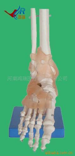 醫(yī)藥教學(xué)器材 醫(yī)學(xué)模型廠家供應(yīng)自然大腳關(guān)節(jié)帶韌帶模型，助力精準(zhǔn)教學(xué)