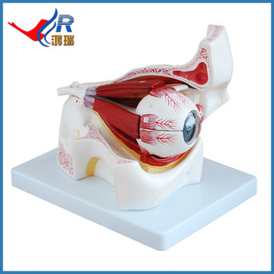 醫藥教學器材-廠家供應 眼球與眼眶放大模型 眼解剖放大解剖模型HR-316B-醫